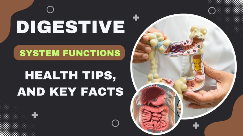 Digestive System