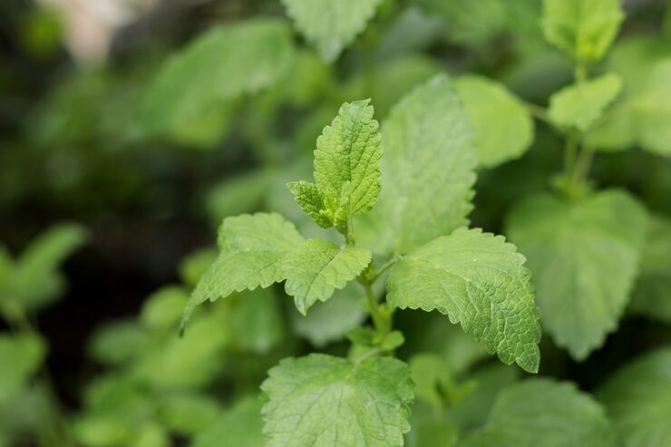 Lemon Balm Recipes for Weight Loss